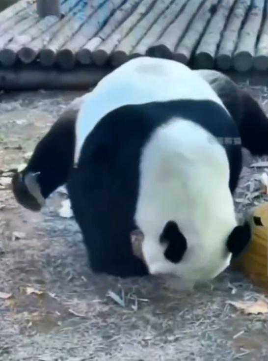 金虎是「口水佬」已是一項技能,另有兩項絕技,就是「花式玩滑梯」和「倒立噓噓」。(微博)