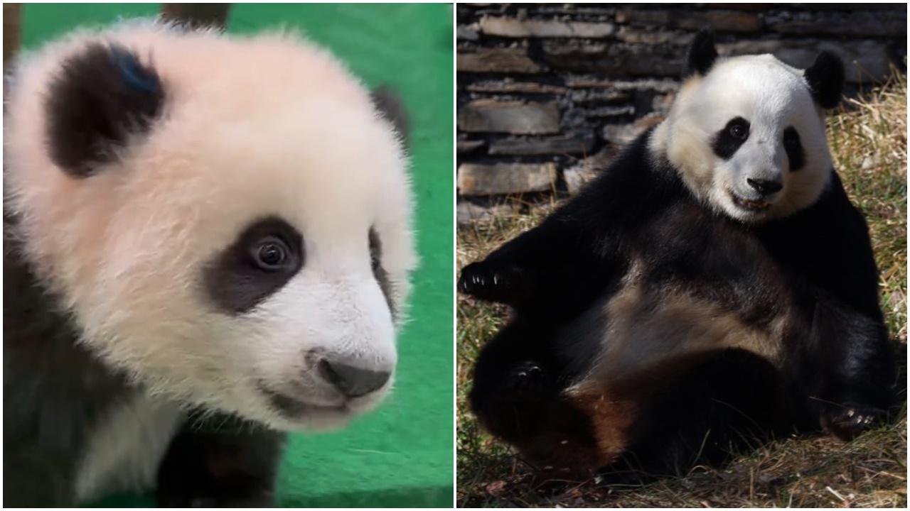 升誼小時候和長大後。(微博)