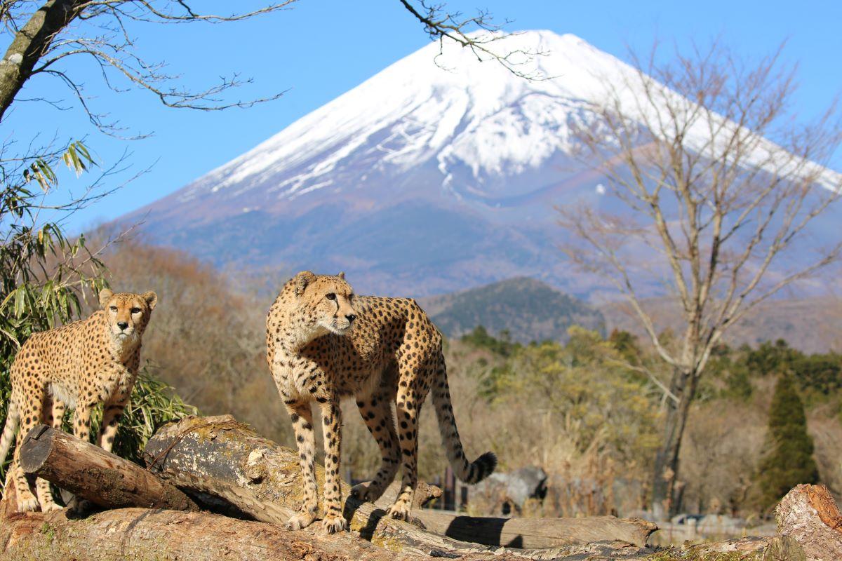 富士野生動物園