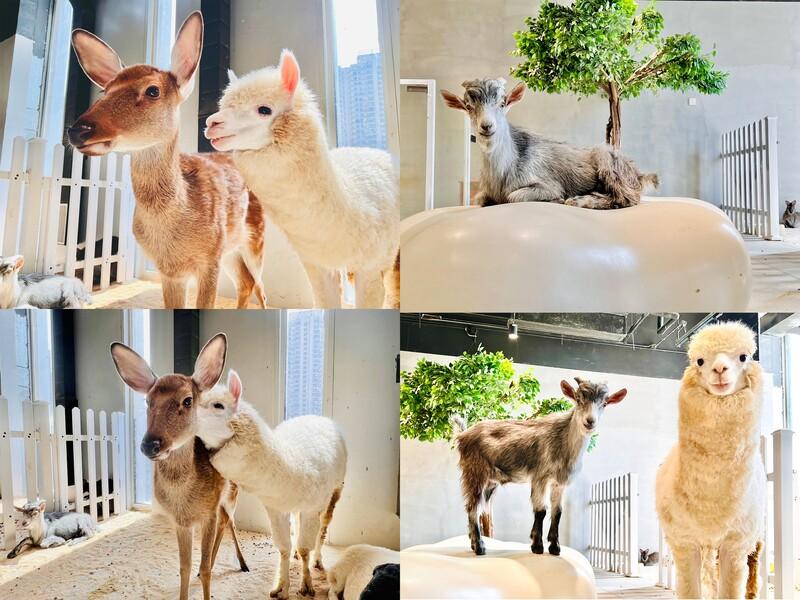 山羊、羊駝、梅花鹿
