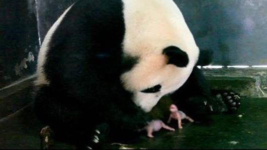 新妮兒產下新小野與新小胖。(微博)