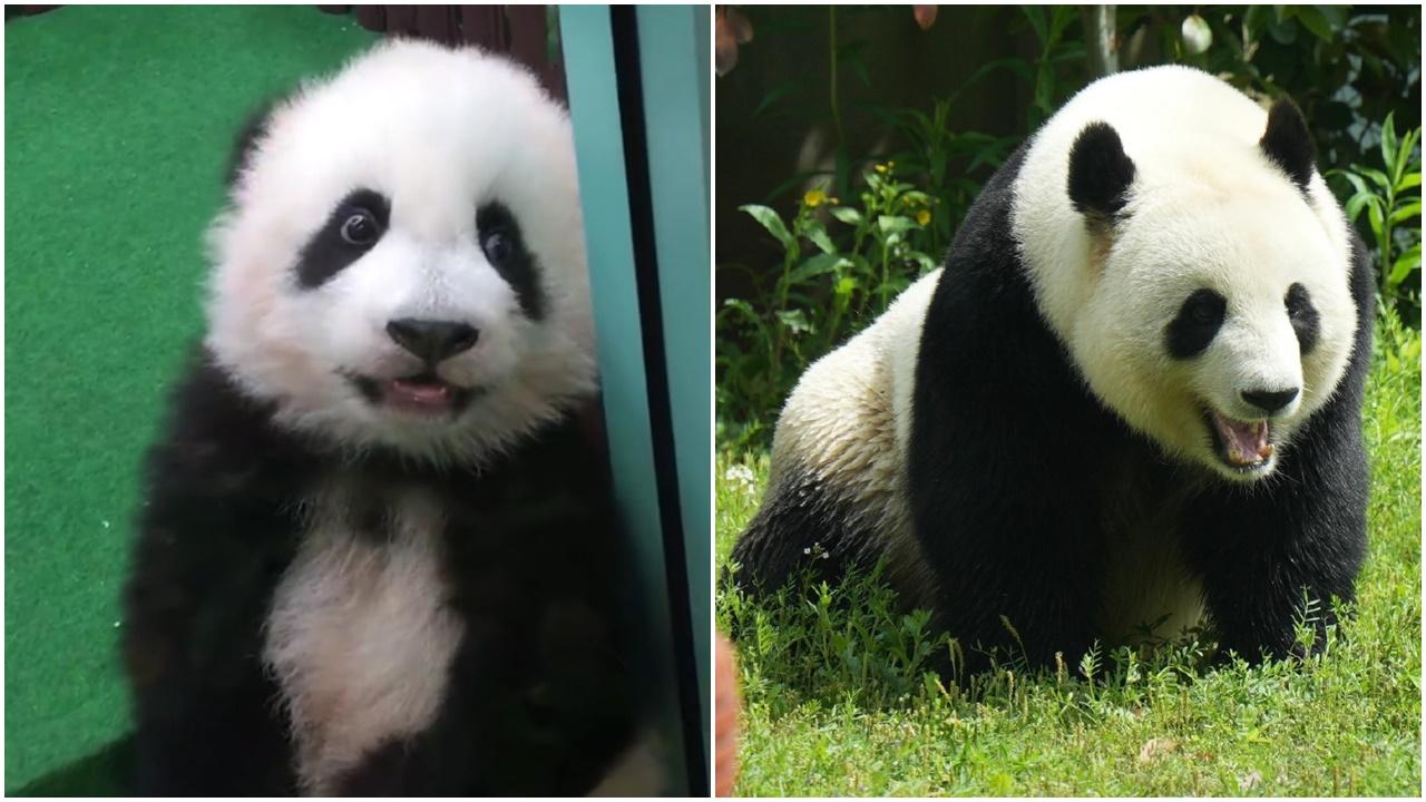 暖暖小時候和長大後。(微博)