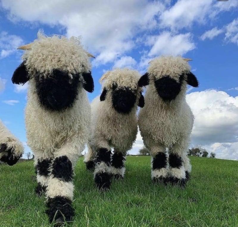 深圳 WOWO窩窩萌寵森友會