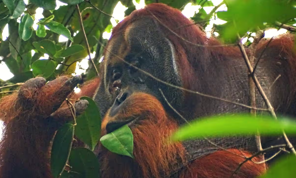 印尼一隻雄性蘇門答臘紅毛猩猩(Sumatran Orangutan)用植物自製藥膏,並反覆塗抹在臉上的傷口,1個月後傷口痊癒,是有記錄以來首次有野生動物使用藥用植物局部治療傷口。