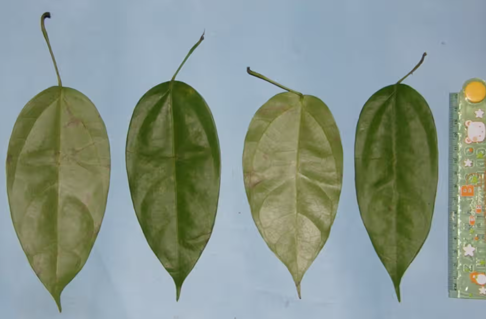 「黃蟬」在傳統醫學中用於緩解疼痛、退燒和治療痢疾、糖尿病和瘧疾等疾病,還具有殺菌、抗發炎、抗真菌和抗氧化等特性