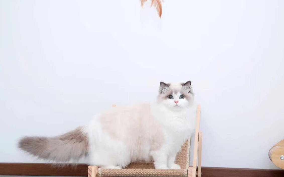 深圳機場寵物候機廳啟用,推出一站式寵物出行服務,讓旅客網上全程查看寵物狀態,目前累計服務了約40隻寵物,是中國首個寵物候機廳。(網上圖片)