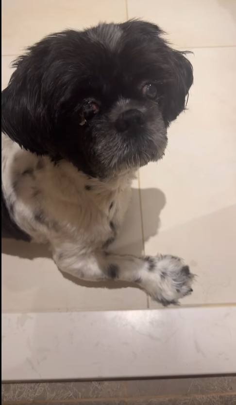 涂家堯父母家中的愛犬對倉鼠感到好奇。