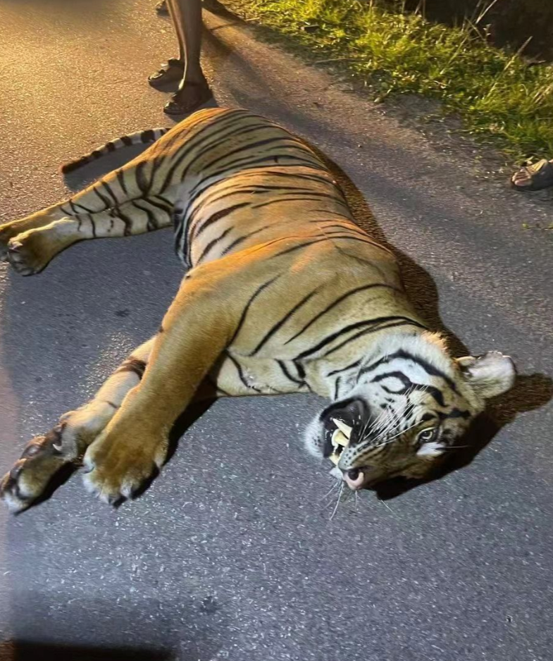 馬來西亞發生私家車撞死老虎罕見交通意外