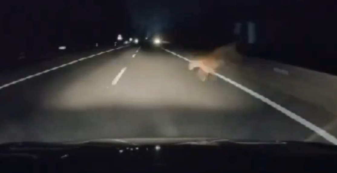 馬來西亞發生私家車撞死老虎罕見交通意外