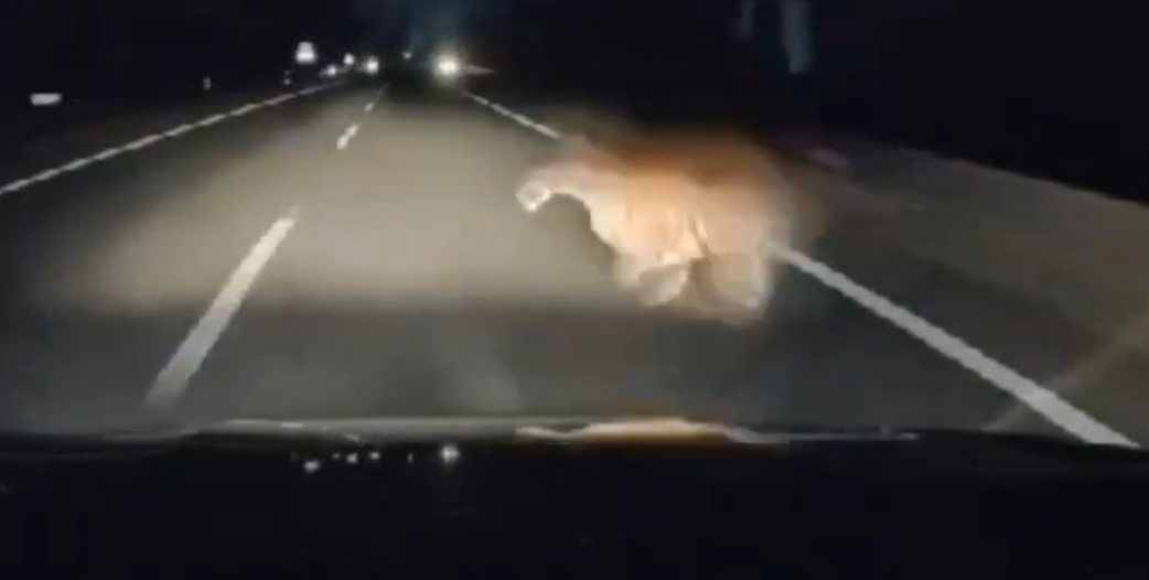 馬來西亞發生私家車撞死老虎罕見交通意外