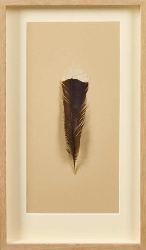 新西蘭拍賣行賣出世上最貴的羽毛。(網頁圖片)