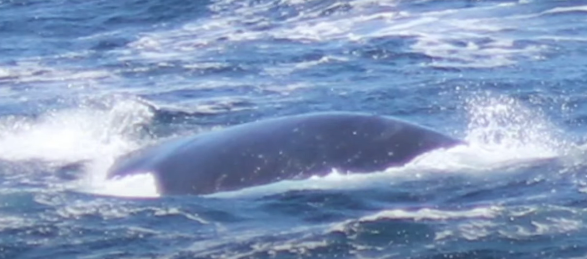 一條「北太平洋露脊鯨」在加州對開海面激罕現身被拍下。(互聯網)