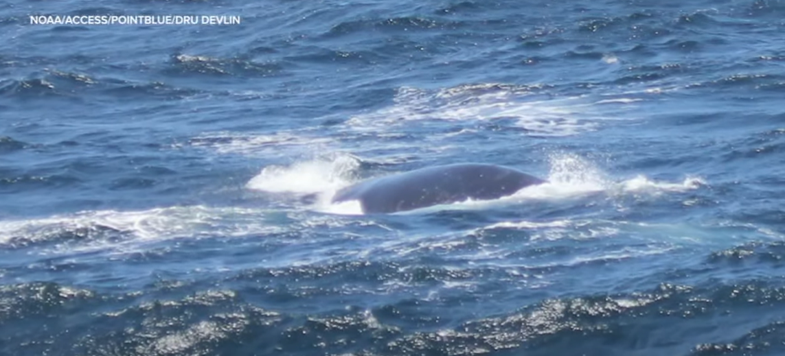 一條「北太平洋露脊鯨」在加州對開海面激罕現身被拍下。(互聯網)