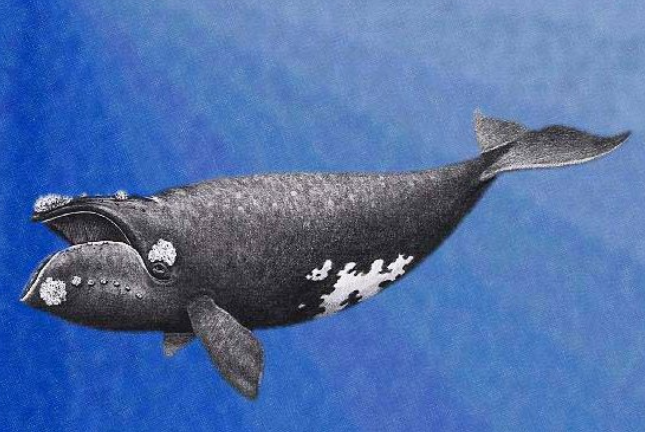 北太平洋露脊鯨的繪圖。(資料圖片)