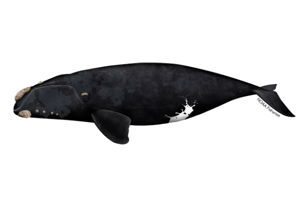 北太平洋露脊鯨的繪圖。(資料圖片)