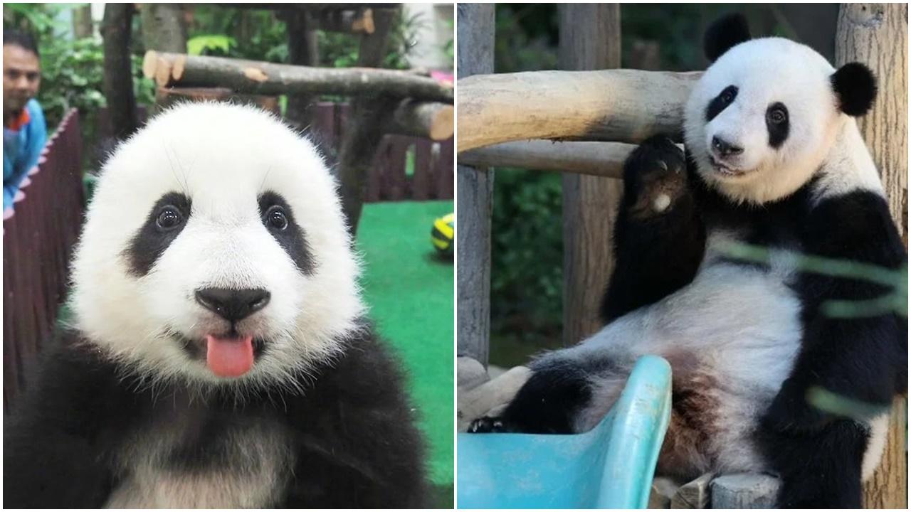 誼誼小時候和長大後。(微博)