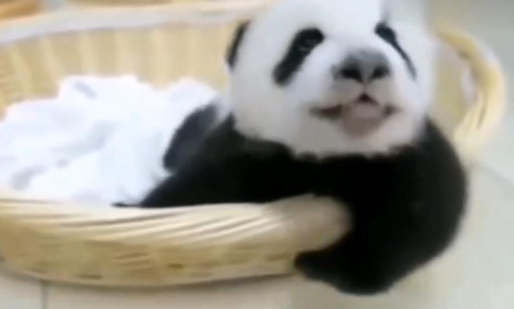 金虎小時候。(微博)