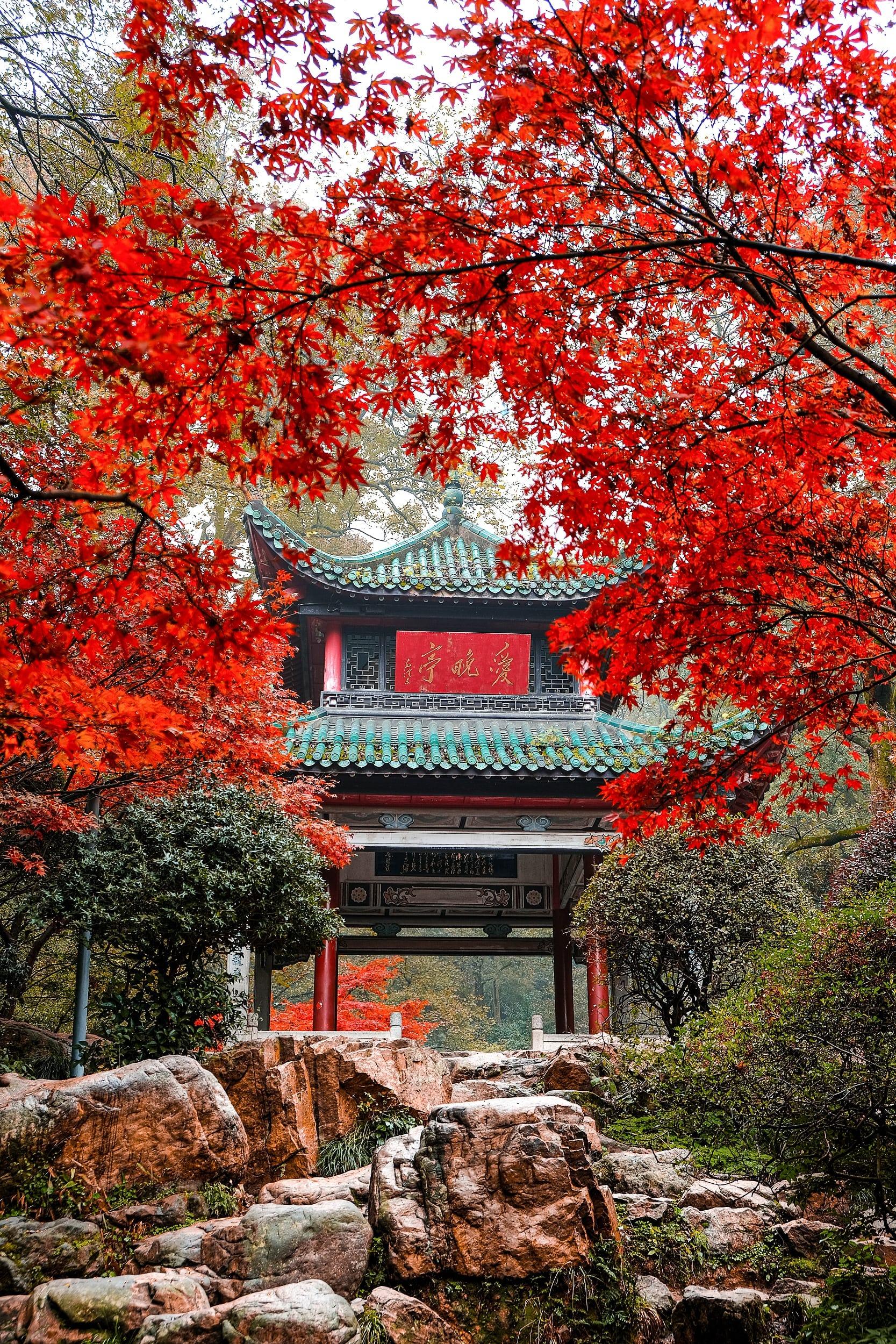 長沙景點愛晚亭原名為紅葉亭,由嶽麓書院院長羅典建造,每年11月到12月,是長沙賞楓的熱門勝地之一。(圖片來源:視覺中國)