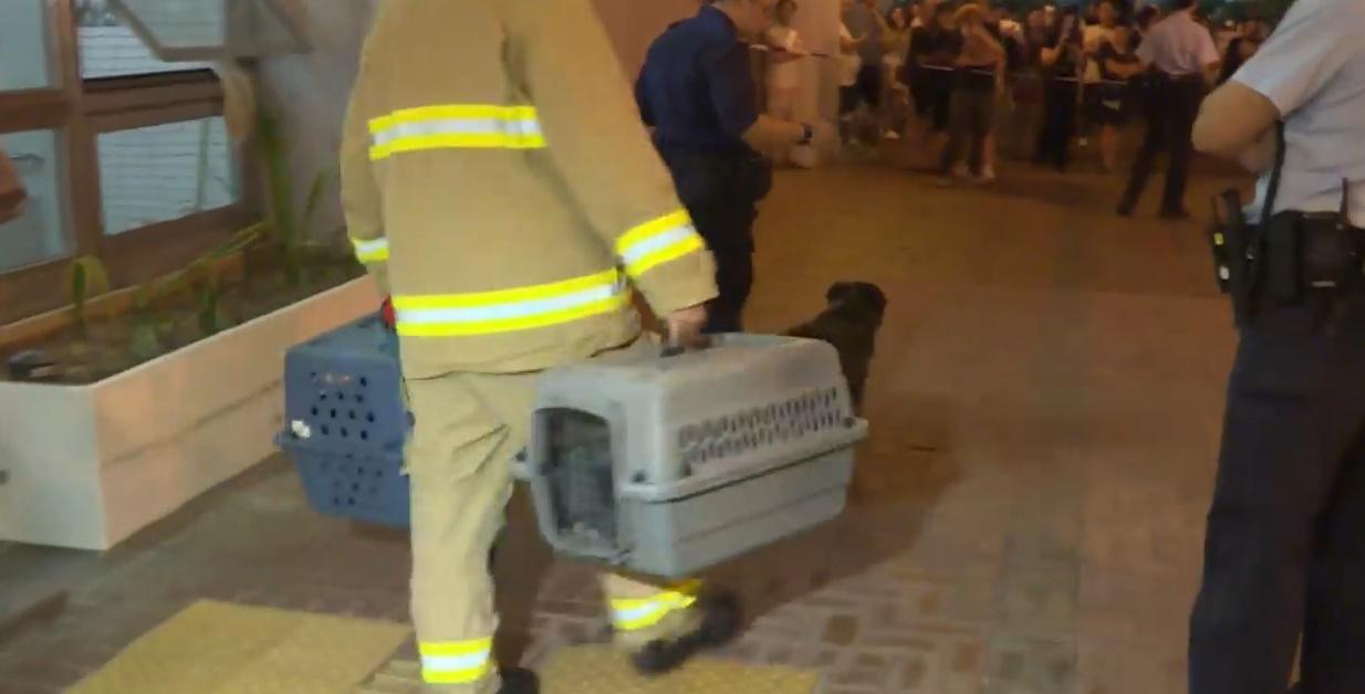 愛協接報到場將寵物屍體及生還寵物入籠帶走。(電視截圖)