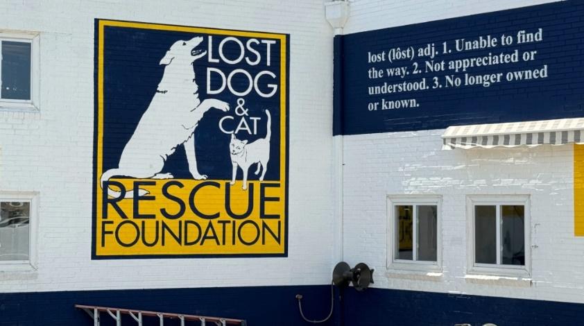 Kristie Pereira在貓狗救援基金會領養了一隻兩個月大的混種獵犬,並給牠取名為Pual。(網上圖片)