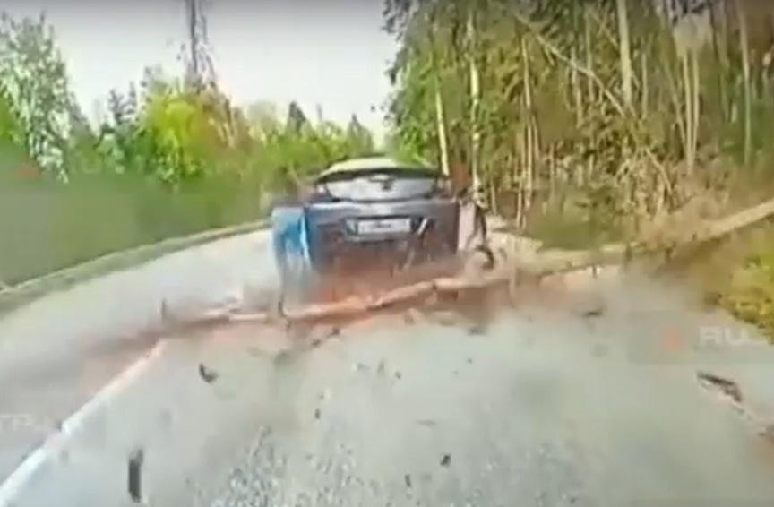 頭戴紅帽的男童卻閃避不及,不幸遭樹幹重擊頭部,當場慘死。(IG)