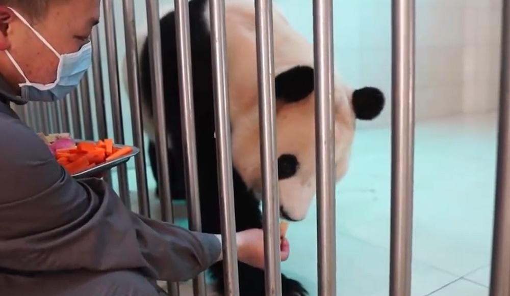 飼養員近距離觀察記錄福寶的適應情況,更好照顧和與之交流。(微博)