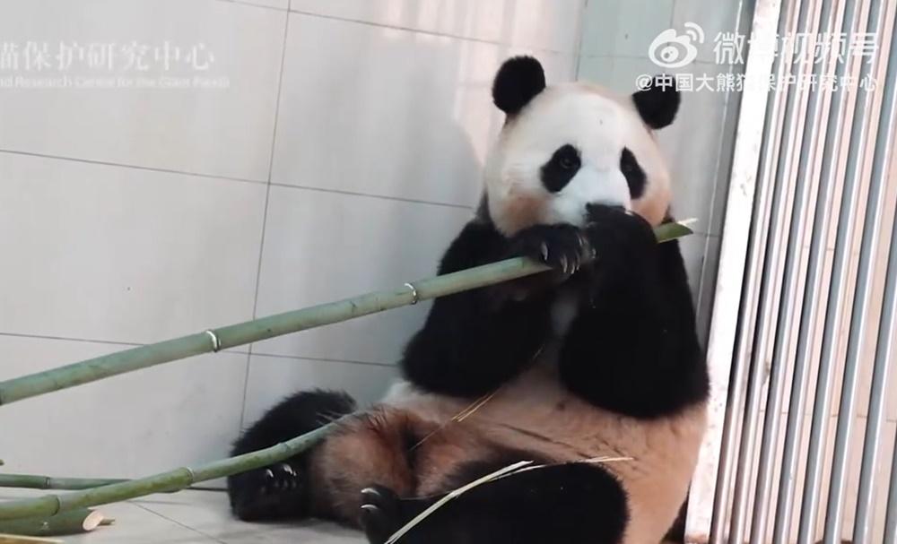 大熊貓「福寶」將於6月與公眾見面,研究中心就虐待指控闢謠。(微博)
