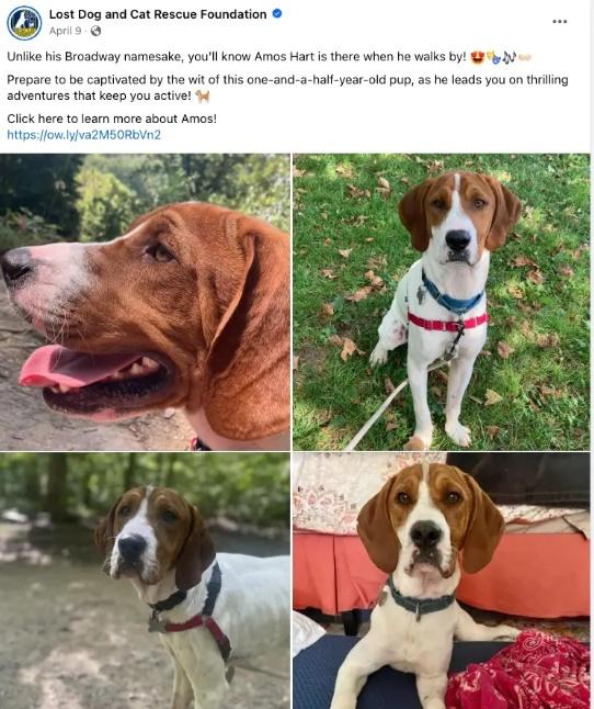 基金會網站至今仍可看到Beau等待領養。(FB)