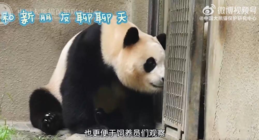 福寶透過交流窗與鄰舍大熊貓進行聲音、氣味等方面的交流。(微博)