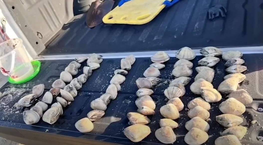 Charlotte一家執了大約72隻,被正在巡邏的加州魚類和野生動物部官員當場截住。(YouTube)