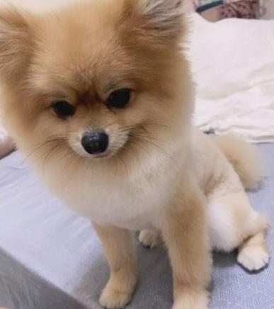 據指「糯米」是被殺岳母的愛犬。(網上圖片)