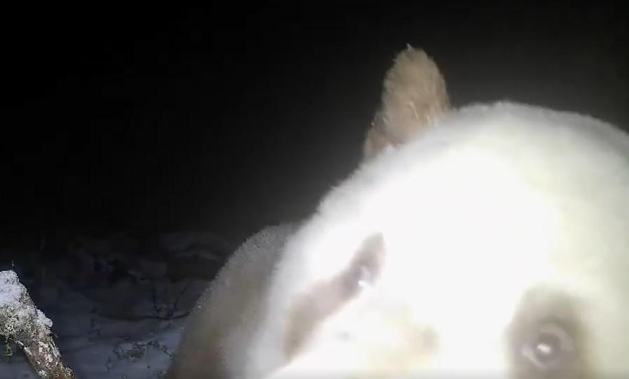 棕色大熊貓探看鏡頭。(微博)