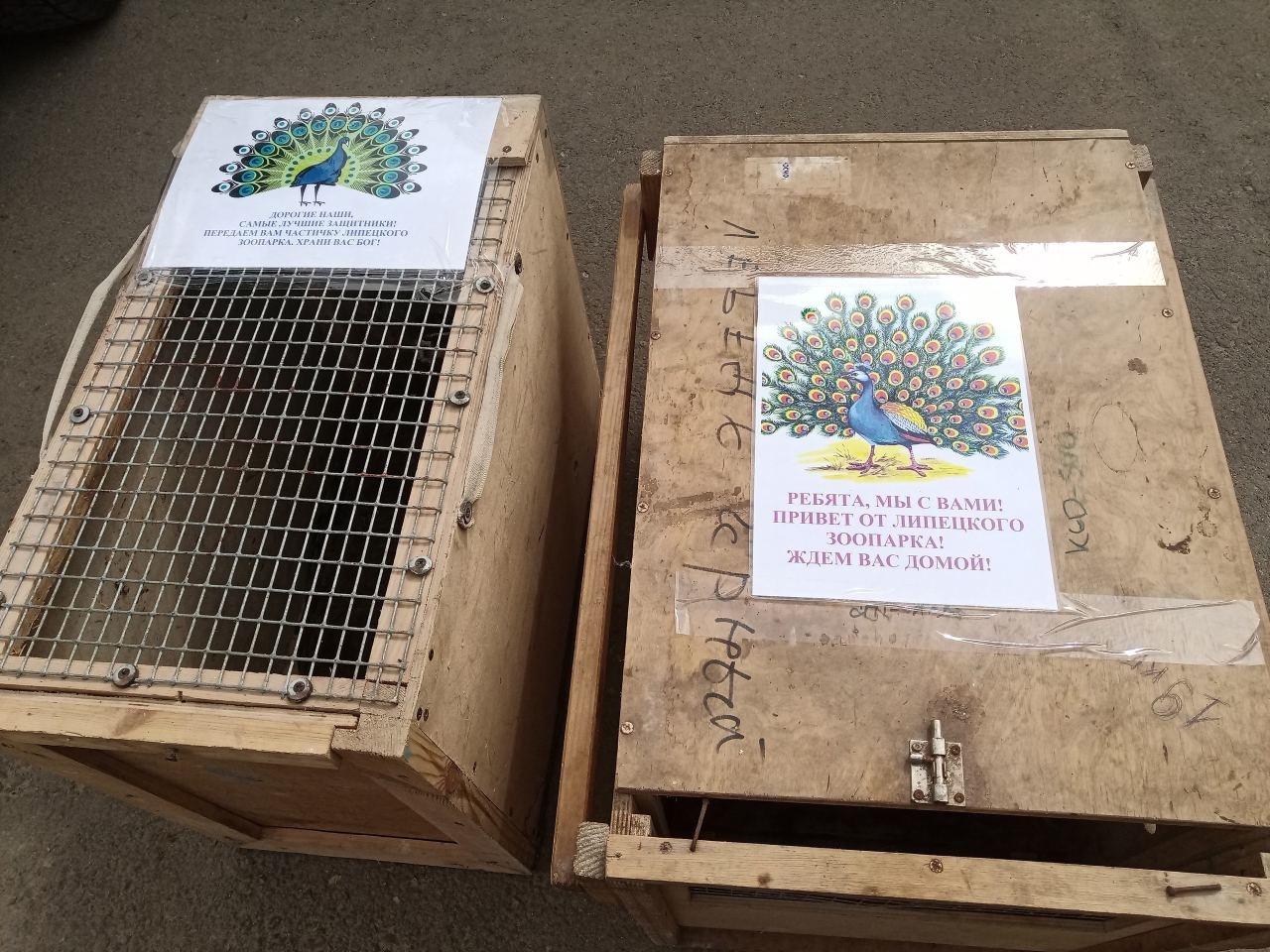 2孔雀被動物員送到前線。(X)