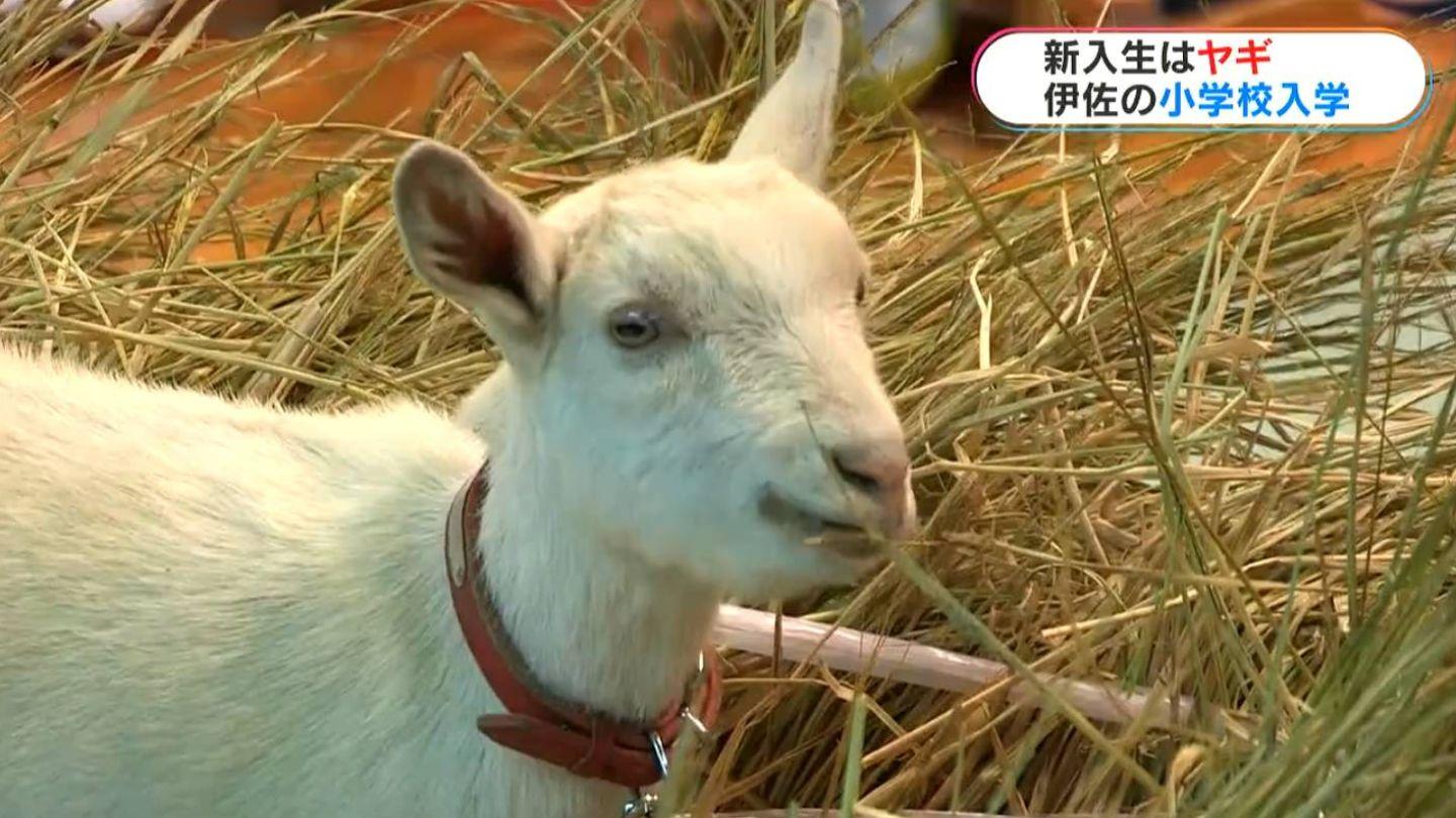 4個月大的雌性山羊「南醬」(みなみちゃん,Minami-chan)。(網上圖片)