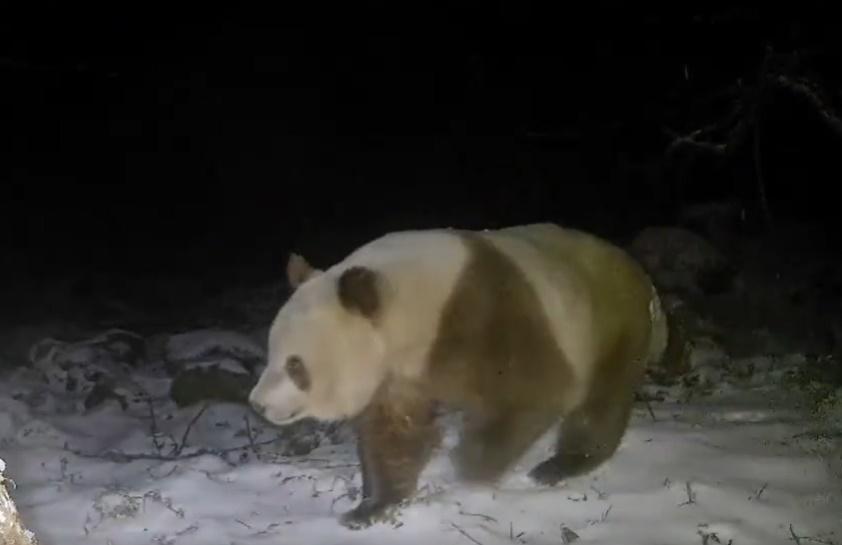 棕色大熊貓在雪地中踱步。(微博)