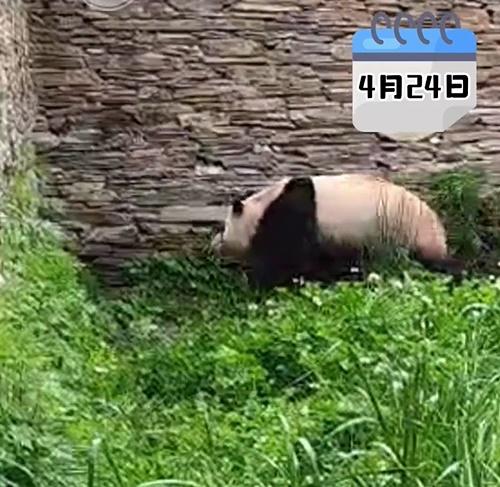 最新影片中顯示,福寶在室外走動,進食窩窩頭、蘋果、紅蘿蔔、竹筍,主打吃播,並與保育員互動。(微博)