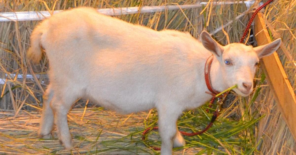 學生:感覺我又多了一個家人。(網上圖片)