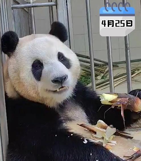 最新影片中顯示,福寶在室外走動,進食窩窩頭、蘋果、紅蘿蔔、竹筍,主打吃播,並與保育員互動。(微博)