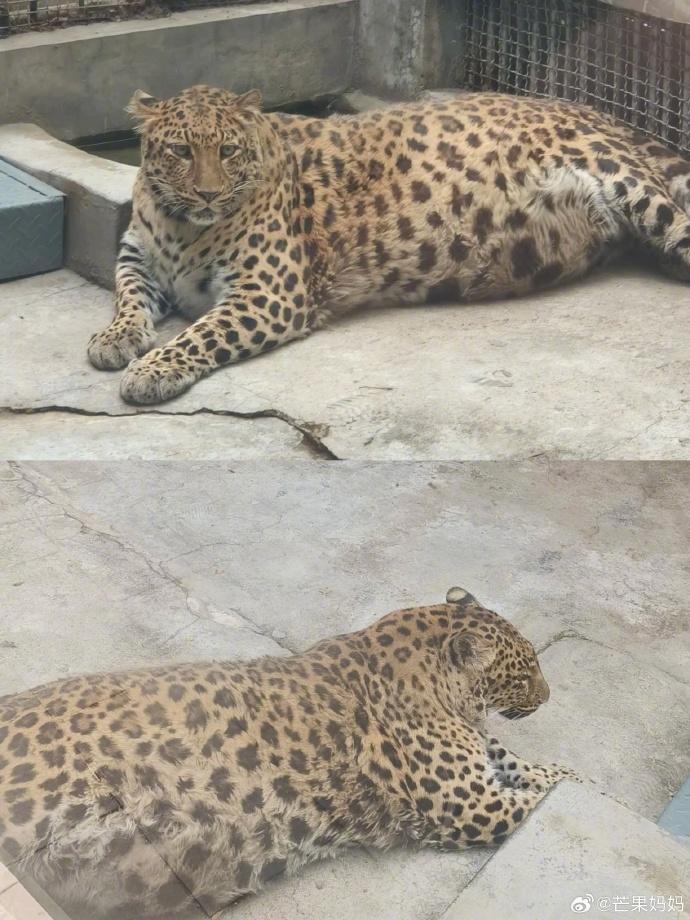 專家認為沒必要再折騰牠,應該讓牠好好安享晚年,不改變原有的生活習慣。(微博)