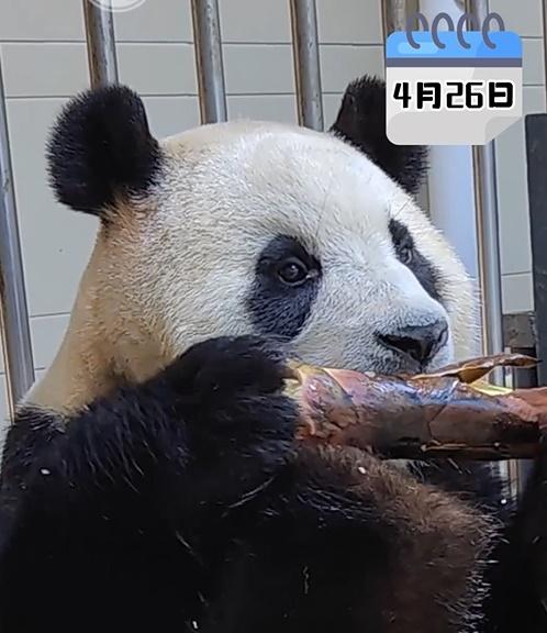 最新影片中顯示,福寶在室外走動,進食窩窩頭、蘋果、紅蘿蔔、竹筍,主打吃播,並與保育員互動。(微博)