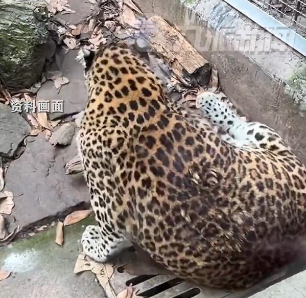 花豹2個月後,花豹減肥2個月的身材幾乎沒有改變,仍然是一副「石油氣罐」身形,宣告減肥失敗。(微博)