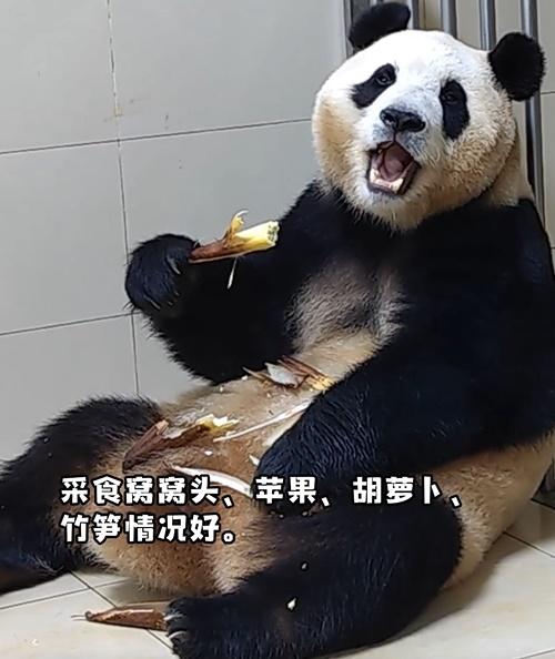 最新影片中顯示,福寶在室外走動,進食窩窩頭、蘋果、紅蘿蔔、竹筍,主打吃播,並與保育員互動。(微博)