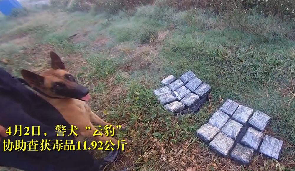 那隻大雞髀是雲豹憑實力掙來,有片為證。(微博)