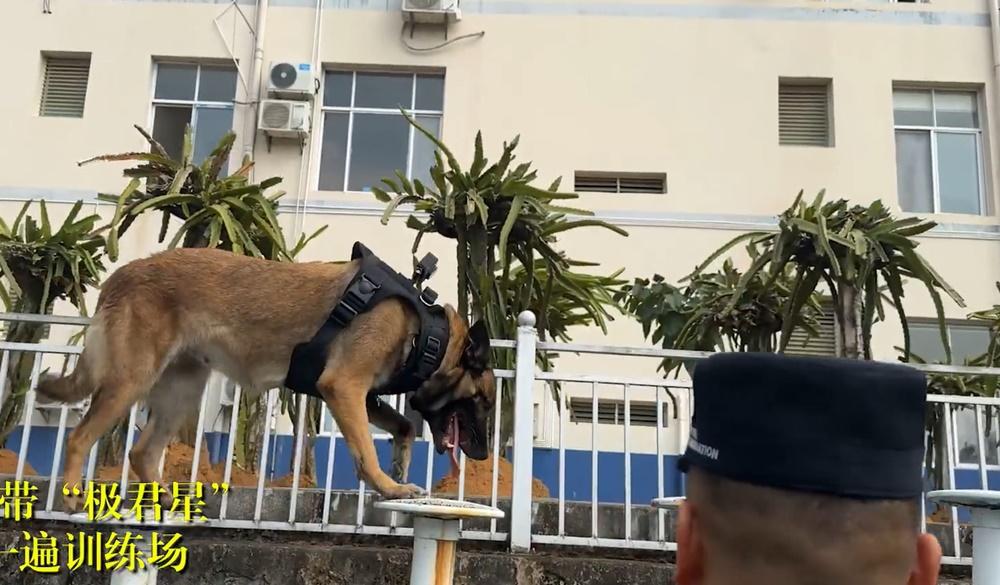 領犬員帶著極君星走一遍訓練場。(微博)