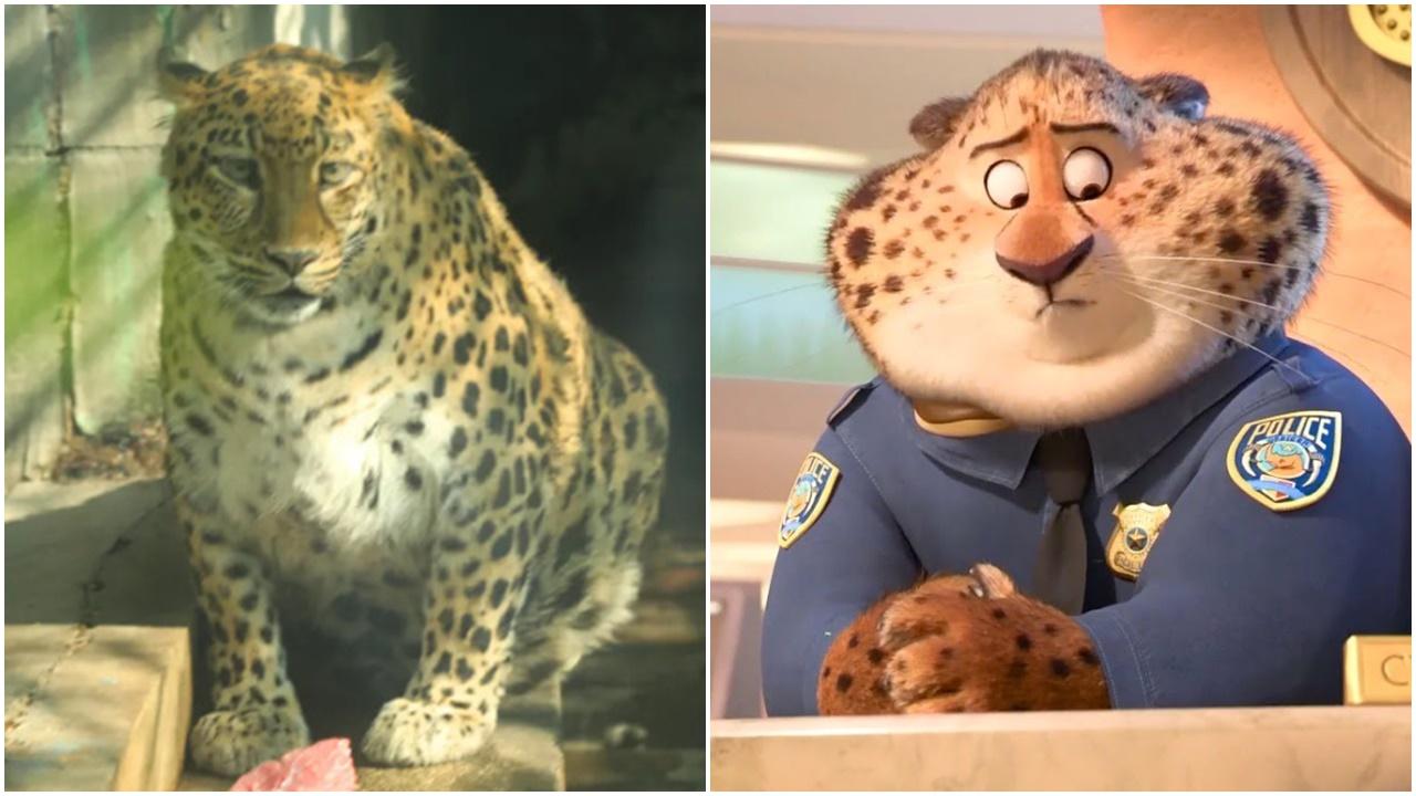 這隻花豹被指神似迪士尼動畫電影《優獸大都會》(Zootopia)中的「豹警官」而走紅。(微博/網上圖片)