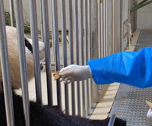 最新影片中顯示,福寶在室外走動,進食窩窩頭、蘋果、紅蘿蔔、竹筍,主打吃播,並與保育員互動。(微博)