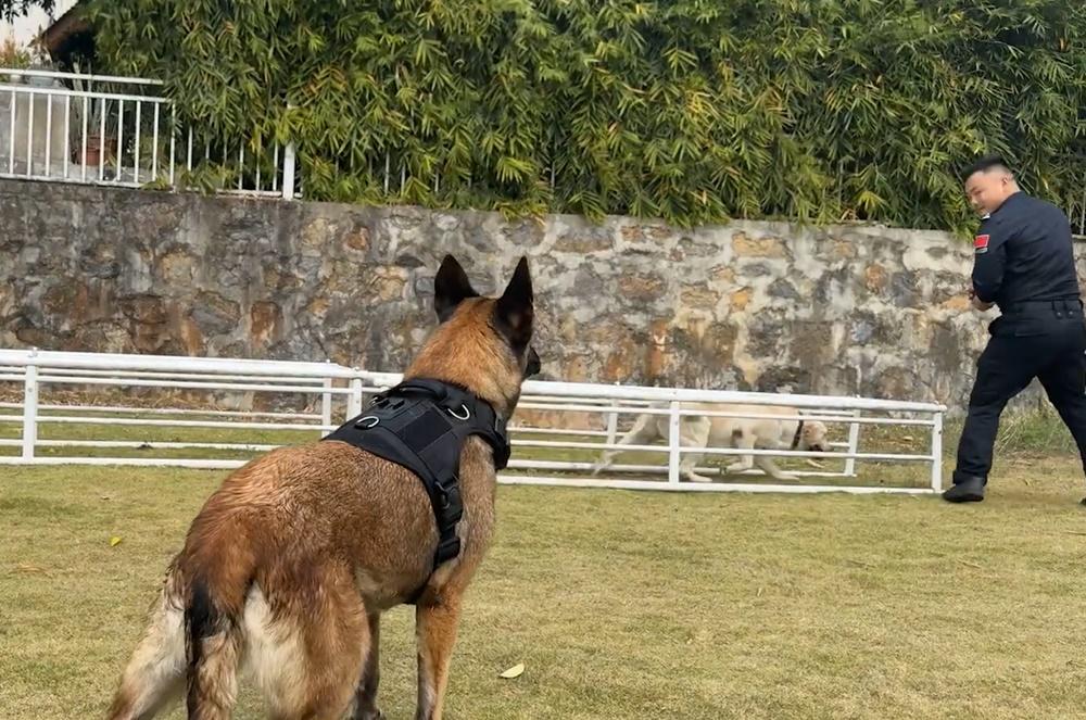 極君星看師弟妹一顯身手也感到相當興奮。(微博)