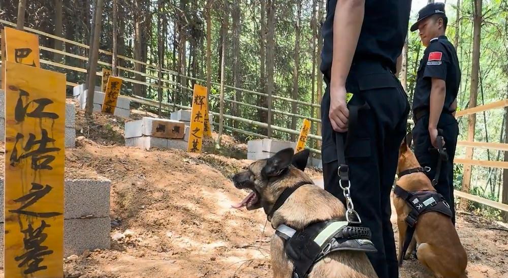 領犬員帶著極君星去作最後一次巡邏,去一看警犬前輩們的墓碑等等。(微博)