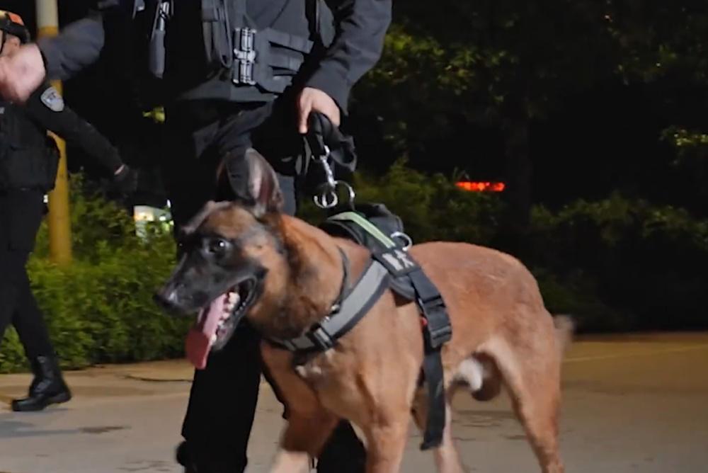 領犬員帶著極君星去作最後一次巡邏,去一看警犬前輩們的墓碑等等。(微博)