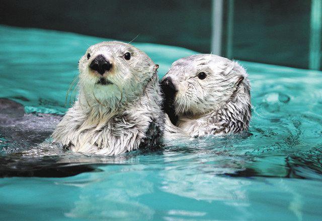 如今只剩鳥羽水族館的2隻雌性海獺和福岡市海洋世界海之中道的1隻17歲雄海獺。(X)